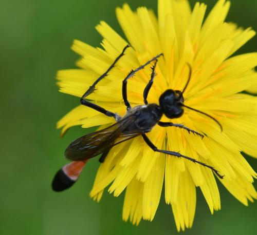Ammophila sabulosa